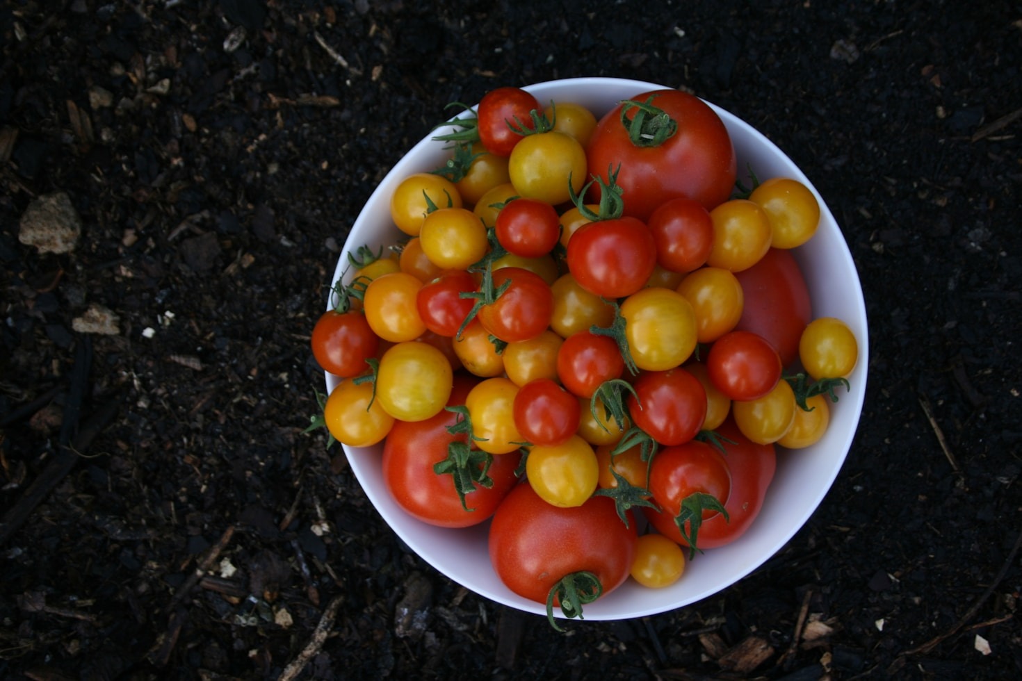 The Role of Community Gardens in Rural Development