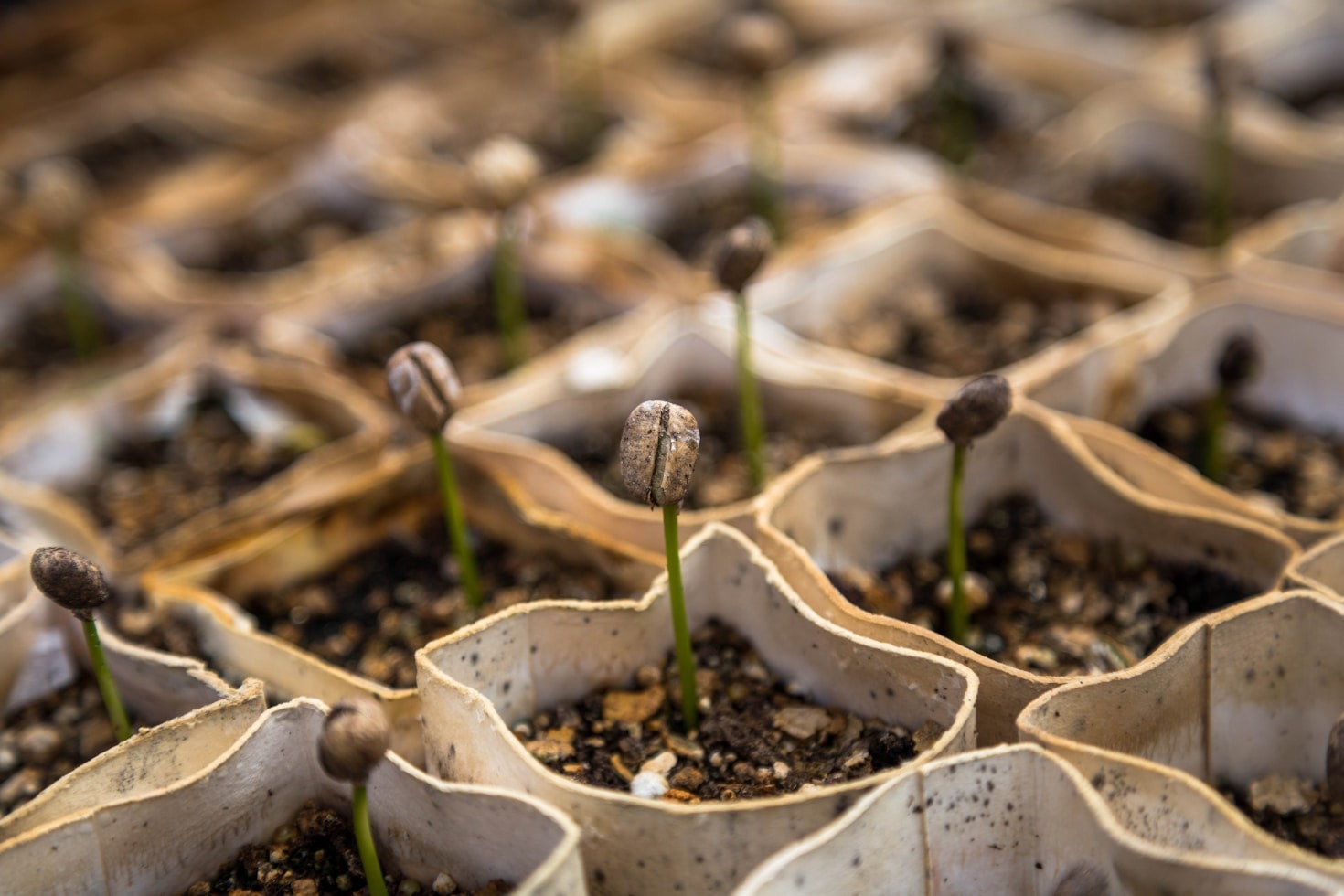 Sustainability Tips Inspired by Big Bend Initiatives