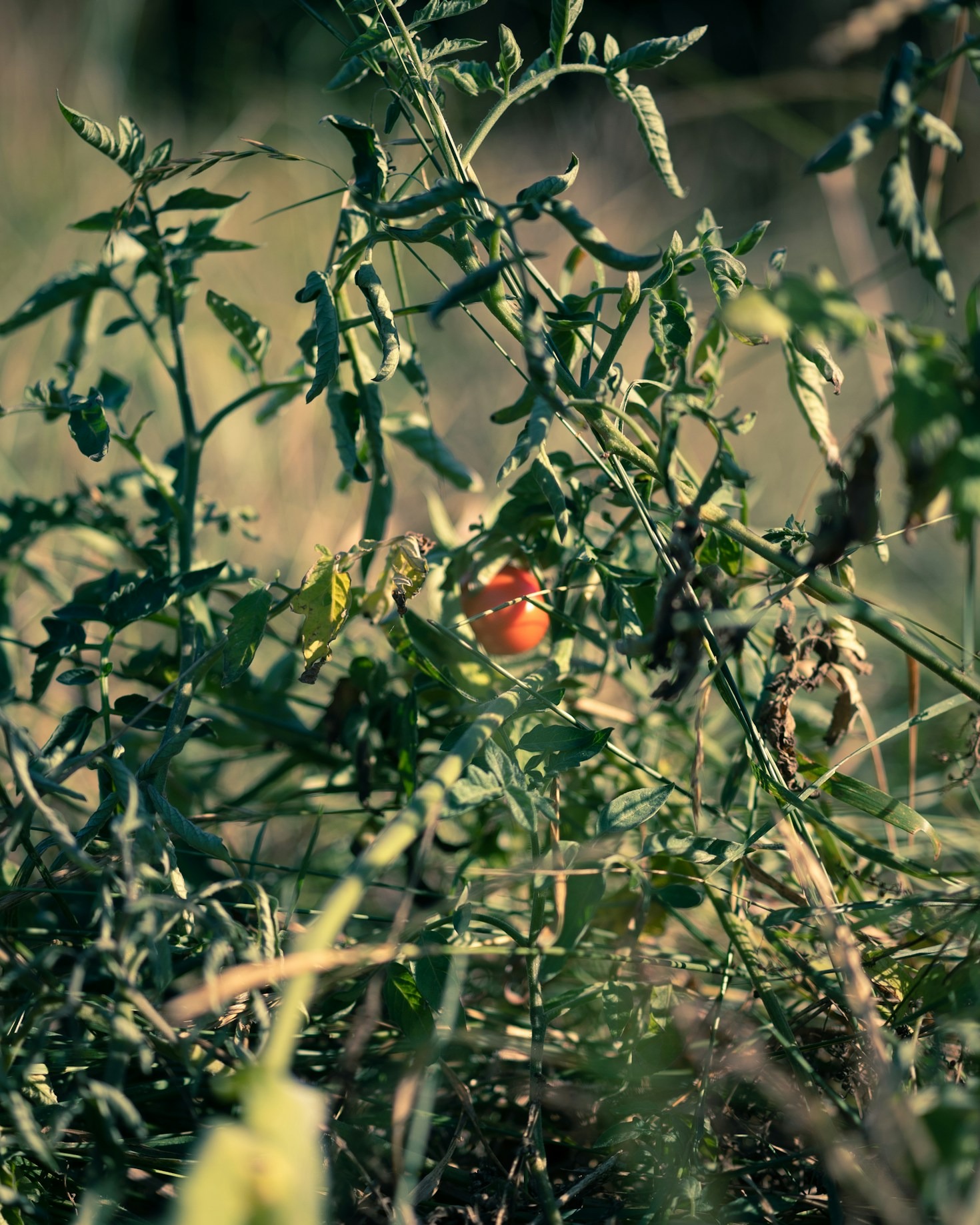 How to Get Involved with Big Bend Community Land Trust